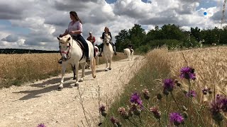 Et si vous partiez pour une balade à cheval à travers les vignes dans l’Yonne [upl. by Ahsain]