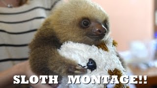 SLOTH MONTAGE Funny cute and adorable [upl. by Nyahs425]