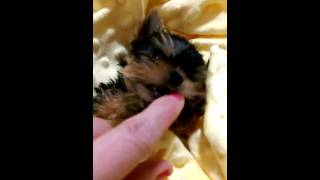 Priceless Yorkie Puppy Worlds Cutest Smallest Teacup Yorkies Puppies [upl. by Dnomse]