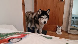 Old Husky Comes To Check On Me During The Storm [upl. by Ylrehs]