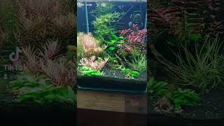 30L dennerle neocaridina Davidi Red cherry et yellow sol technique éclairage chihiros 🦐🌿🌿🌿 [upl. by Eiuqnom]