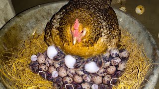 Hen Harvesting Eggs to Quail Chicks  Hen Hatching Quail Eggs By Chicken Mama [upl. by Oek697]