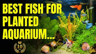 Best fish for planted aquarium [upl. by Cost]