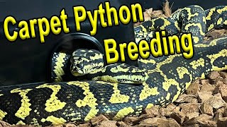 Carpet Python Breeding [upl. by Darahs]