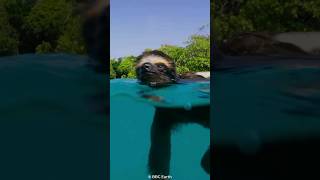 How Sloths Hold Their Breath for 40 Minutes😮 [upl. by Nihhi]