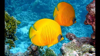 AMAZING CORAL REEF FISH  10 HOURS OF RELAXING MUSIC amp WATER SOUNDS  SEA TURTLES  JELLYFISH [upl. by Anert]