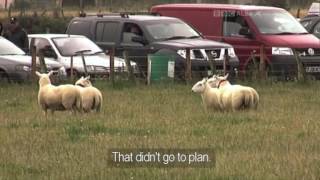 Jim Cropper amp Max  Day 2  International Sheep Dog Trial 2011 [upl. by Afihtan]