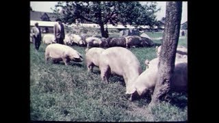 Historische Landwirtschaft Das deutsche Fleischschwein Hausfrauen bevorzugen mageres Fleisch [upl. by Ahsita178]