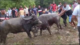 Bullfights Goa  Traditional Dhirio Sport  Goan Dhirio Sport [upl. by Erdrich558]