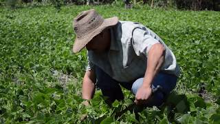 Control de malezas en el cultivo de frijol [upl. by Bendicta]