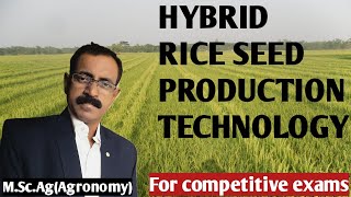 HYBRID RICE SEED PRODUCTION TECHNOLOGY [upl. by Yesnel]