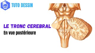 Comment dessiner le Tronc Cérébral en Vue Postérieure  4e Ventricule amp émergence des Nerfs Crâniens [upl. by Lodie627]