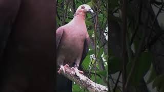 حمام الغابة الأرجوانيpurple wood pigeon [upl. by Hsina80]