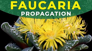 FAUCARIA PROPAGATION FROM SEEDS  Growing succulents at home [upl. by Abekam]