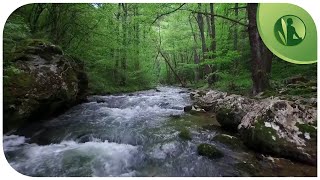 🌳 Sons da Natureza💧 Lei da Atração Prosperidade Felicidade e Paz Interior [upl. by Attekal]