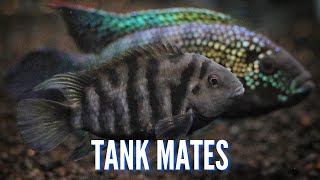 Top 10 Tank Mates for Convict Cichlids [upl. by Sokin]