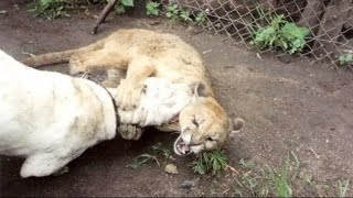 Leopard killed Dogo argentino 😥 😥 [upl. by Yrram]