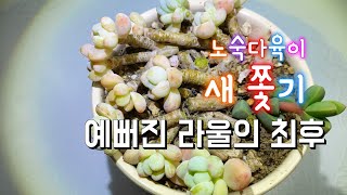 예뻐진 다육이 라울  이유가 있다 무거운 라울 화분 분갈이 중 문제 발견  다육이를부탁해 [upl. by Lotsyrc]