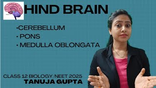 Ch21 Hind brain  Cerebellum  Central Nervous System  Class 12 BiologyNEET 2025 [upl. by Etezzil]