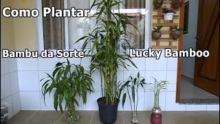 Como plantar Bambu da Sorte Dracena Sanderiana Luckybamboo dicas de cultivo [upl. by Mailli]