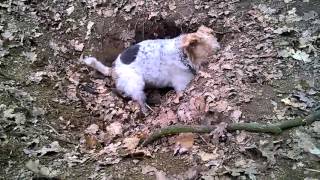 Wire Fox Terrier find the FOX hole warning terrible scenes [upl. by Poyssick]