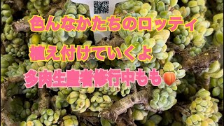 【多肉植物】【ガーデニング】いろんな形のロッティみんなならどう植えたい？ [upl. by Vasta]