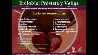 HERBOLARIA NATUROPATIA HIPERTROFIA BENIGNA PROSTATA Biol Miguel Angel Gutiérrez Domínguez [upl. by Niwrehs]