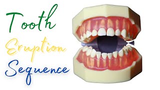 ⚪️Eruption Sequence of Primary Teeth🔵 shorts [upl. by Adahsar]