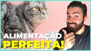 ESSA é a Alimentação IDEAL Para Os Gatos [upl. by Ycnaf]