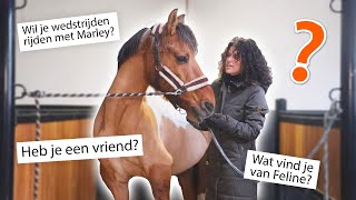 Verzorgster filmt haar dag met mijn paarden VLOGMAS 21 🎄 [upl. by Waldron]