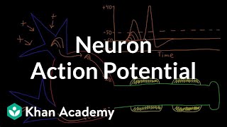 Neuron action potential description  Nervous system physiology  NCLEXRN  Khan Academy [upl. by Annauqahs]