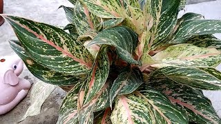 Pink Aglaonema Plant Propagation in Soil and Water by Cuttings [upl. by Eissoj]