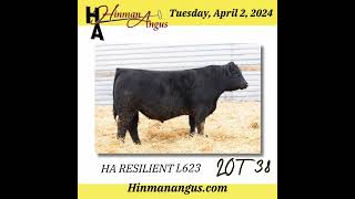 Hinman Angus  April 2 2024 [upl. by Cadmar]