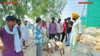 Betal Goat Mandi at Mahuana Village Near Lambi  Every Tuesday  goatfarming goats goatfarm [upl. by Htennaj]