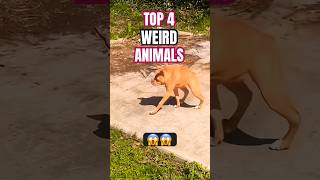 This is not AI 🥶 animals weirdanimals top4 [upl. by Notserp560]