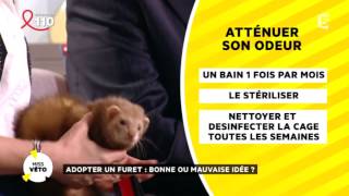 Adopter un furet  une bonne ou une mauvaise idée [upl. by Ahsar]