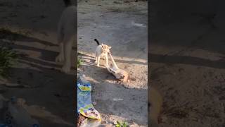 Walki kotów wioska Jambiani na Zanzibarze zanzibar africa travel fight cat cats village [upl. by Ronnica]