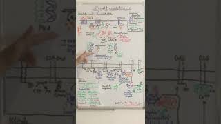 SIGNALTRANSDUKTIONEN BIOCHEMISCH erklärt  Biochemie Now [upl. by Thorin]