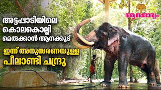 EP 39  അട്ടപ്പാടിയെ വിറപ്പിച്ച കൊലകൊല്ലിഇപ്പോഴും ഇക്കിളി മാറാത്ത പീലാണ്ടി ചന്ദ്രു  Aanakkaryam [upl. by Nael]