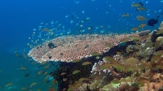 Diving around Panglao Island Bohol 2011 HD [upl. by Omsoc]