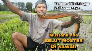 Mancing belut besar di sawah Sungai dan di parit dapat belut babon [upl. by Jahdal]