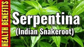 Serpentina HealthBenefits healthytips love herbalife herbalmedicine herbal fy herbalremedies [upl. by Jeannie787]