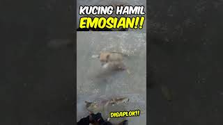 KUCING HAMIL GAMPANG MARAH [upl. by Earehs]