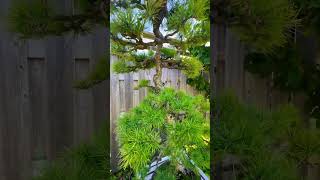 Slanted Larch Bonsai bonsai bonsaitree garden trees [upl. by Phina]