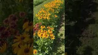 Hundreds of Rudbeckia Cut Flower Farming [upl. by Netsirt967]