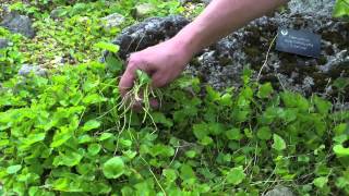 How to Cut back amp Prune Alpine Campanulas [upl. by Leahcimauhsoj]