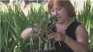 Flower Gardening  How to Care for Hydrangeas [upl. by Fry]