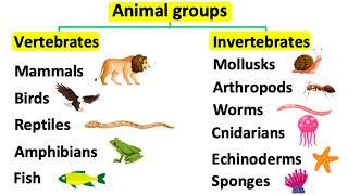 Carnivores Herbivores and Omnivores  KS1 Year 1 Science  Home Learning [upl. by Bekah]