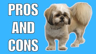 Lhasa Apso Pros And Cons  Should You REALLY Get A LHASA APSO [upl. by Marquez]