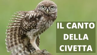 Il canto della civetta  Little Owls hoot [upl. by Haywood]